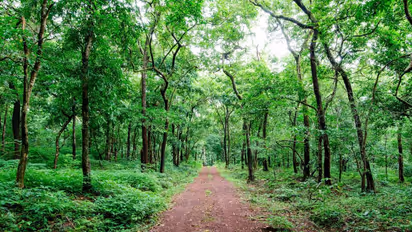 Goa forest