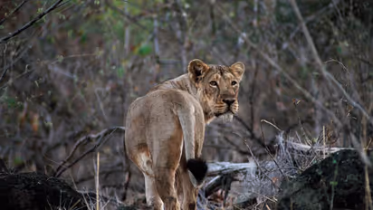 Lion
