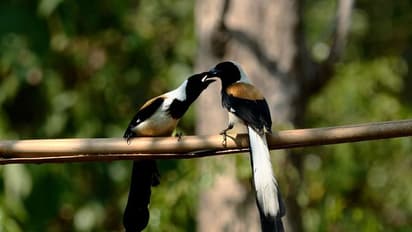 Birds captured in Camera of AS Ramesh.