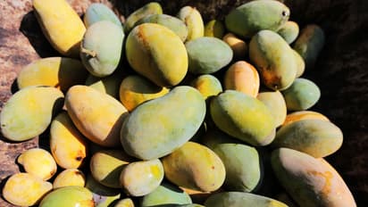 how to identify pure and artificial mango