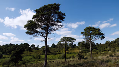 Climate is changing fast—and forests are 200 years behind