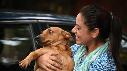 Chennai Dogs License