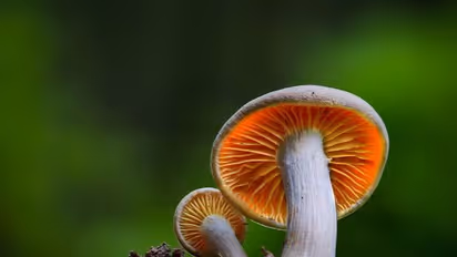 Facts about mushrooms