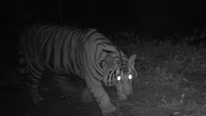 Injured Tiger