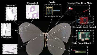 USTButterfly: China's Bio-Inspired Robotic Butterfly Takes Flight