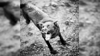 dog attack