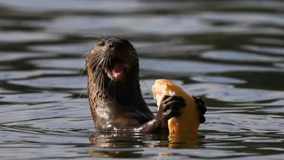 Smooth Coated Otters