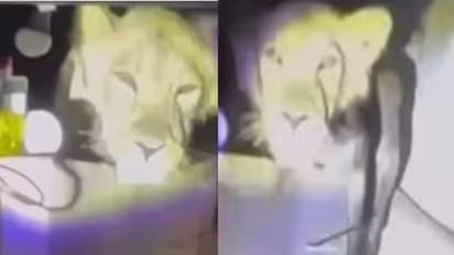 घर में घुस गया शेर