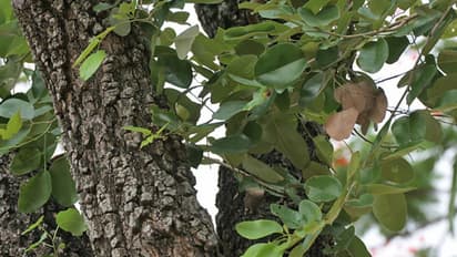 लाल चंदन के पेड़ की कीमत