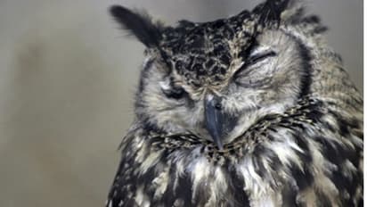 बर्ड फ्लू से दो पक्षियों की मौत