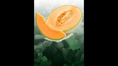 muskmelon prices in pakistan