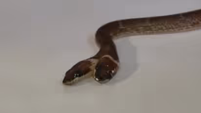 wolf snakes