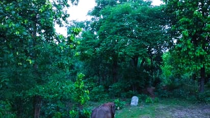 Elephant terror in Jharkhand