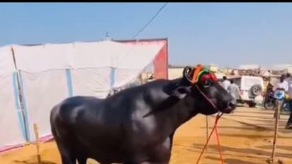 Haryana buffalo weight 1500 kg price 23 crore rupee bsm