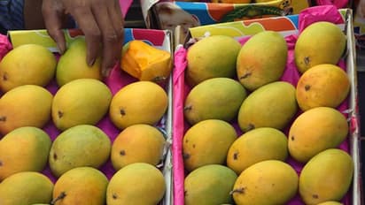 mangoes