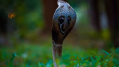 Cobra Village