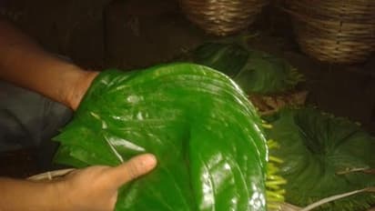 Betel leaf