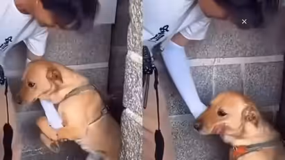 Shelter Dog