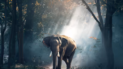 Poopara Wild Elephant Attack
