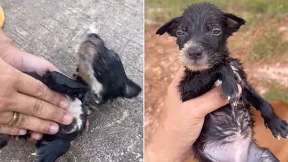 Thai Fisherman Performs CPR On Motionless Puppy After Rescuing It From Water, Video Wins Hearts
