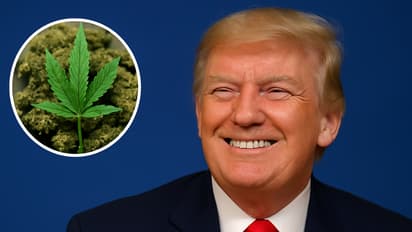 Donald Trump Considers Marijuana Reclassification After Private Dinner With Donors And Industry Leaders