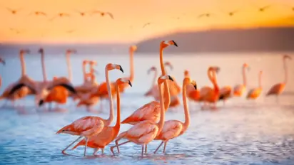 Flamingos in migration 