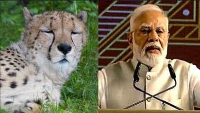 cheetah pm modi