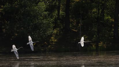 Over 500 bird species face EXTINCTION in next 100 years - thanks to climate change