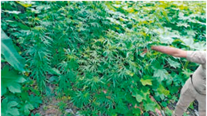 ganja
