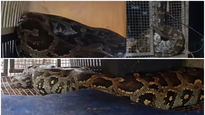 python