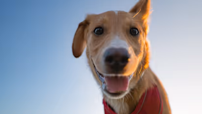 Cute dog