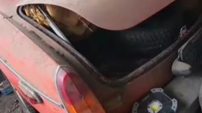 Car's Mysterious Buzzing Noise Reveals Beehive Inside