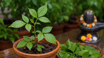 Belpatra Plant: Stop Buying, Grow Your Own This Monsoon, Here's How