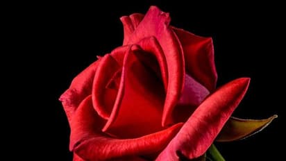happy rose day 2022