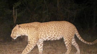 Leopard