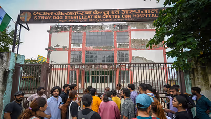 Stray Dog Issue Delhi