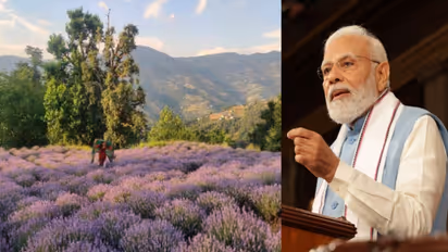 Lavender farming pm modi