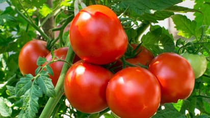 costliest tomatoes