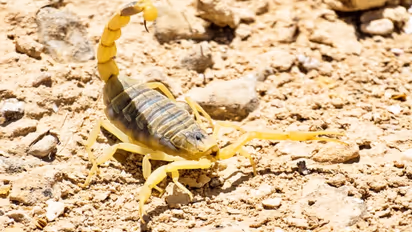 death scorpion