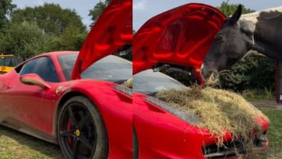 Horse Eating Grass In Ferrari