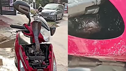 snake in scooty Viral 