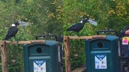 Crow Using Dustbin Video