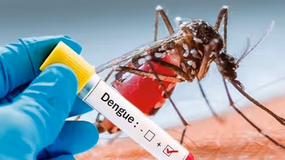 dengue fever