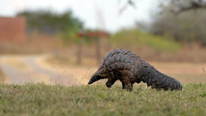 Pangolin: The most trafficked mammal in the world