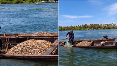 ashtamudi lake clam population 