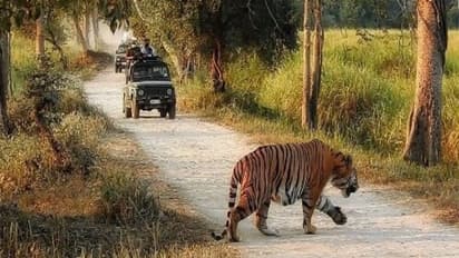 kaziranga park 2.jpg