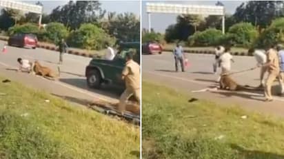 Karnataka Leopard Attack
