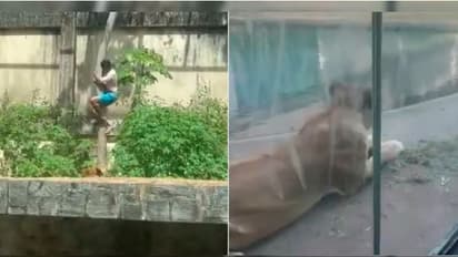 Brazilian Teenager Mauled To Death By Lion At Zoo