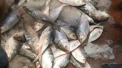 hilsa