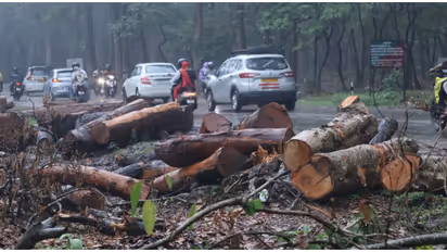 Felling Trees